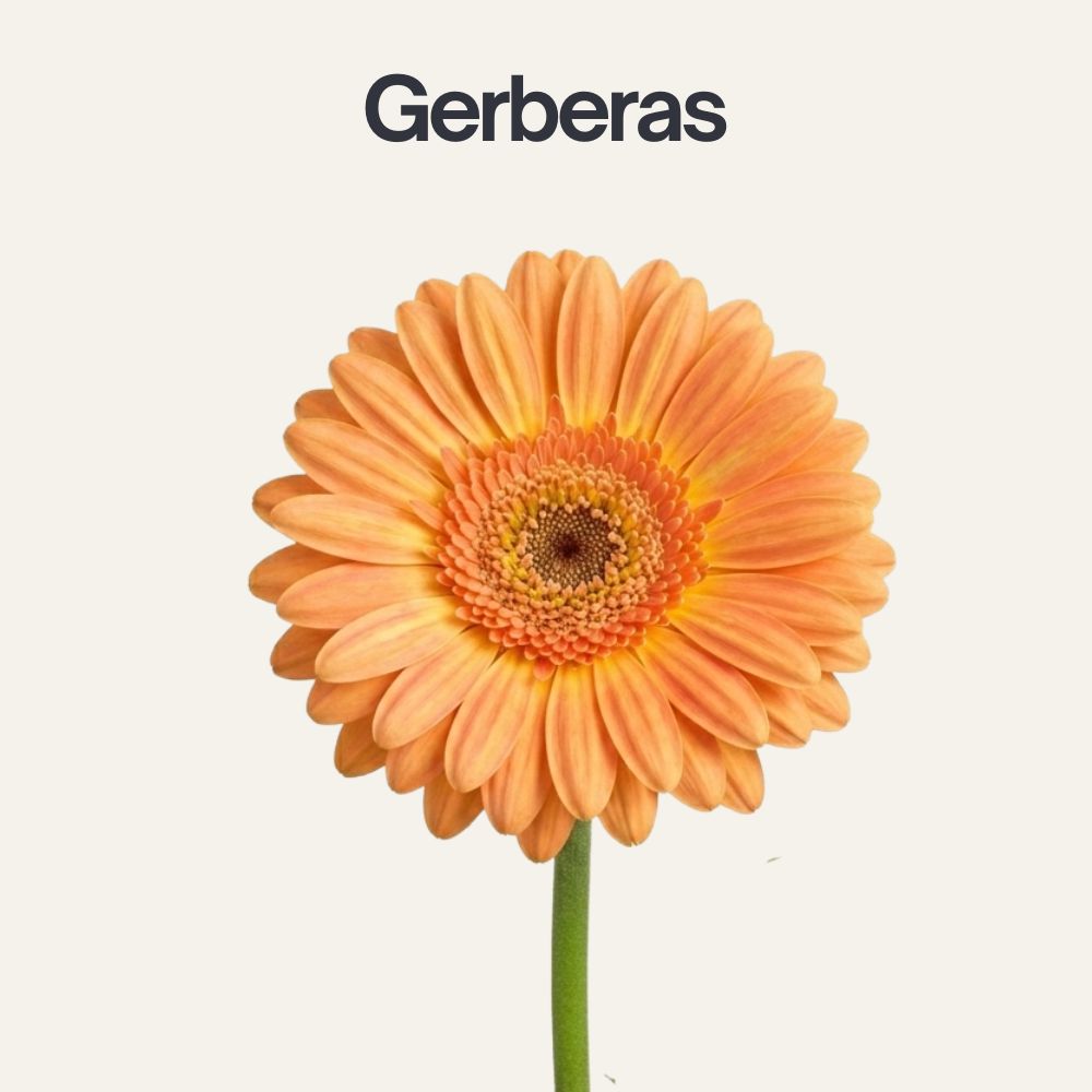 Tipos-de-flores-10
