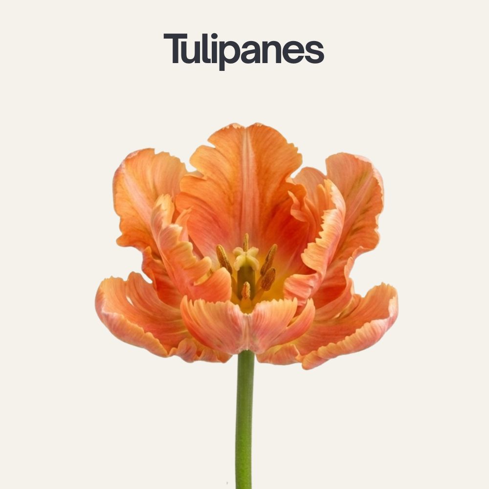 Tipos-de-flores-11