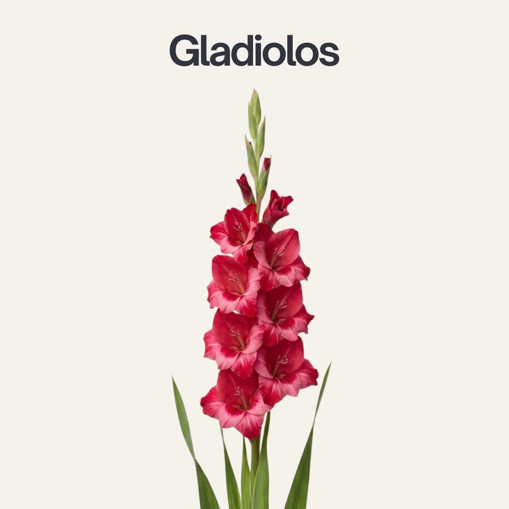 Tipos-de-flores-14